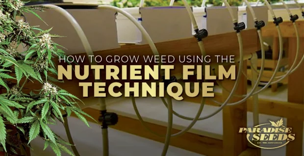 How to Grow Weed Using Nutrient Film Technique (NFT) | Cannabis Seeds Bank, Finest Quality, Original Genetics NUTRIENT FILM TECHNIQUE EN | 🥇 Paradise Seeds | Cannabis Seeds Bank, Finest Quality, Original Genetics