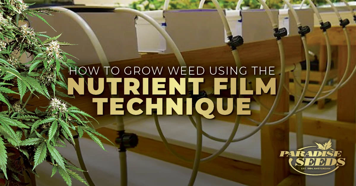 How to Grow Weed Using Nutrient Film Technique (NFT)