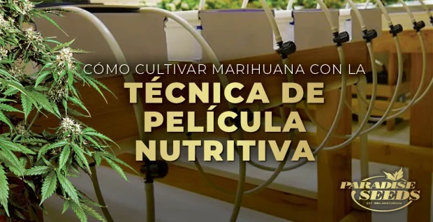 Cómo cultivar marihuana con la técnica de película nutritiva (NFT) | Genética original de la mejor calidad NUTRIENT FILM TECHNIQUE ES | 🥇 Paradise Seeds | Genética original de la mejor calidad