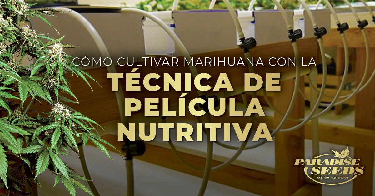 Cómo cultivar marihuana con la técnica de película nutritiva (NFT) | 🥇 Paradise Seeds