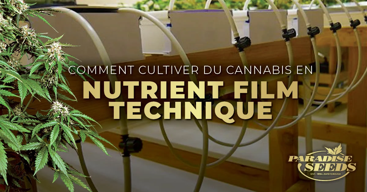Comment Cultiver du Cannabis en NFT (Nutrient Film Technique) | 🥇 Paradise Seeds