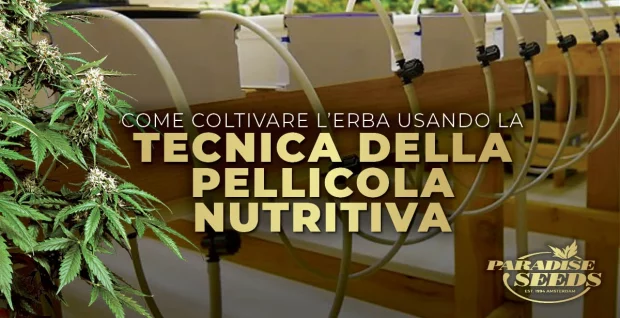 Come coltivare l'erba usando la tecnica del Nutrient Film Technique (NFT) | Massima qualità , genetica originale NUTRIENT FILM TECHNIQUE IT | 🥇 Paradise Seeds | Massima qualità , genetica originale