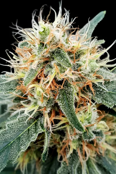 STROMBOLI AUTO cannabis strain photo with a black background