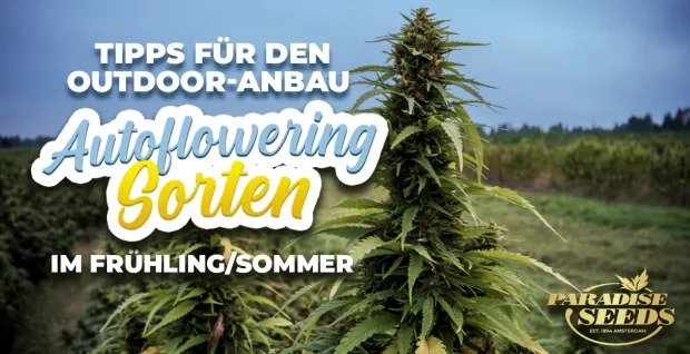 Feminisiert samen - Die qualitativsten Feminisiert samen ausführlich analysiert