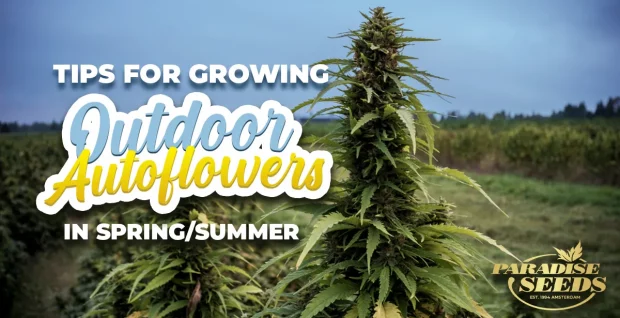 autoflower strain tips for spring/summer