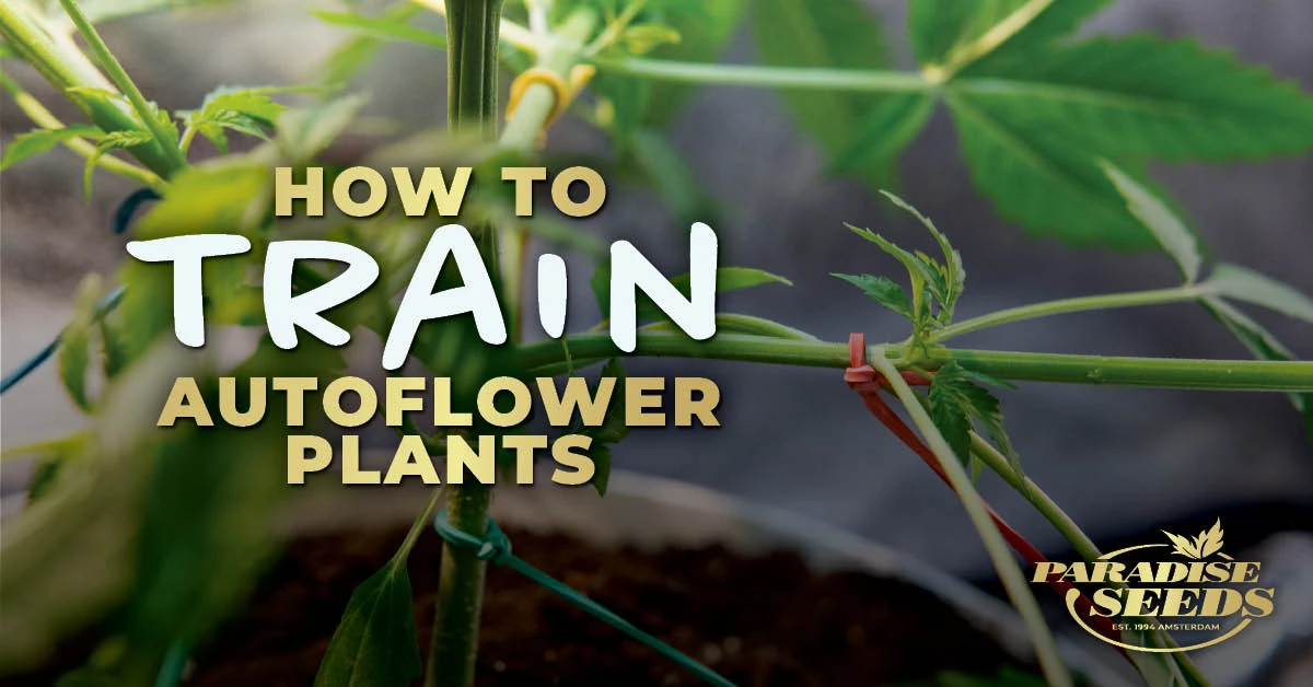 How to train autoflower weed plants