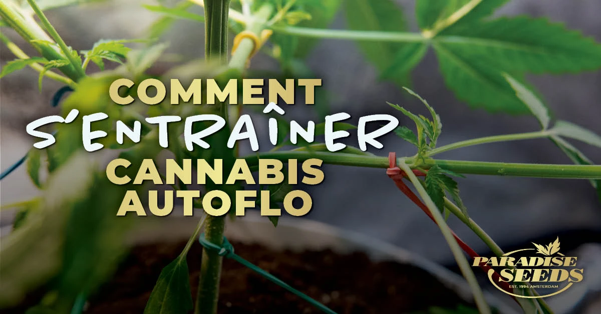 Comment Faire du LST avec une Variété de Cannabis Autoflo | 🥇 Paradise Seeds