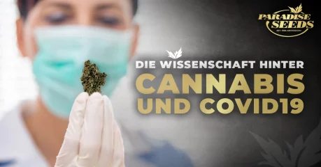 Die Wissenschaft hinter Cannabis und Covid-19 | 🥇 Paradise Seeds Die Wissenschaft hinter Cannabis und Covid-19 | 🥇 Paradise Seeds