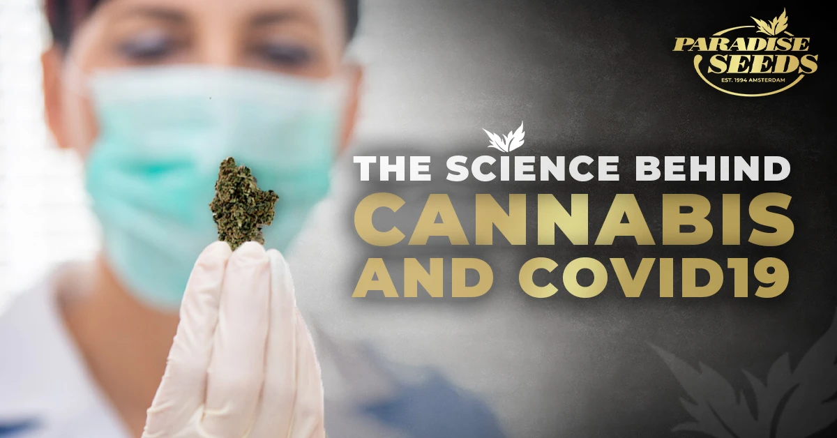 The Science Behind Cannabis and Covid | 🥇 Paradise Seeds