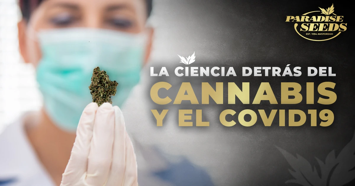 La Ciencia Detrás del Cannabis y la COVID-19 | 🥇 Paradise Seeds