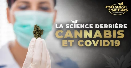 La Science Derrière le Cannabis et Covid 19 | 🥇 Paradise Seeds