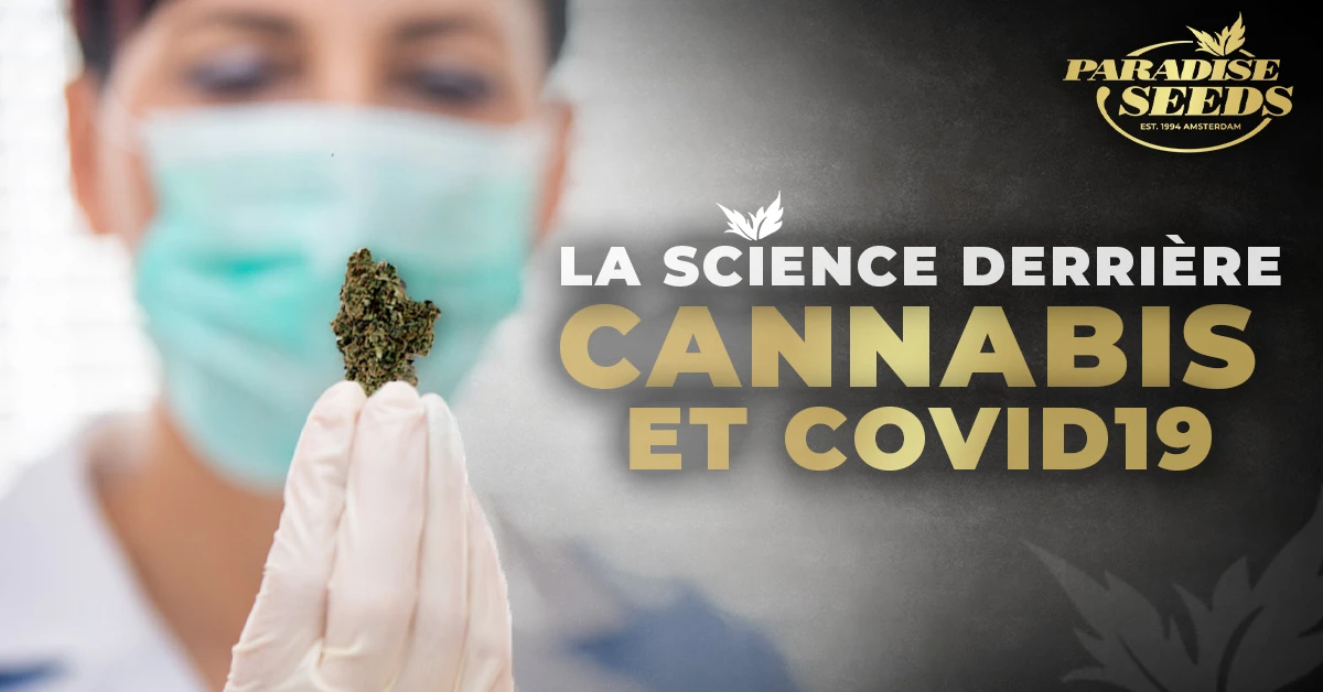 La Science Derrière le Cannabis et Covid 19 | Paradise Seeds Webshop