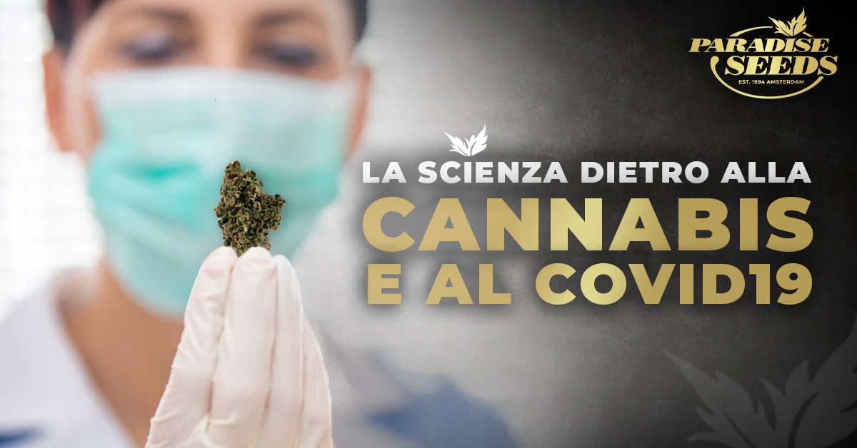 La scienza dietro la cannabis e il covid 19