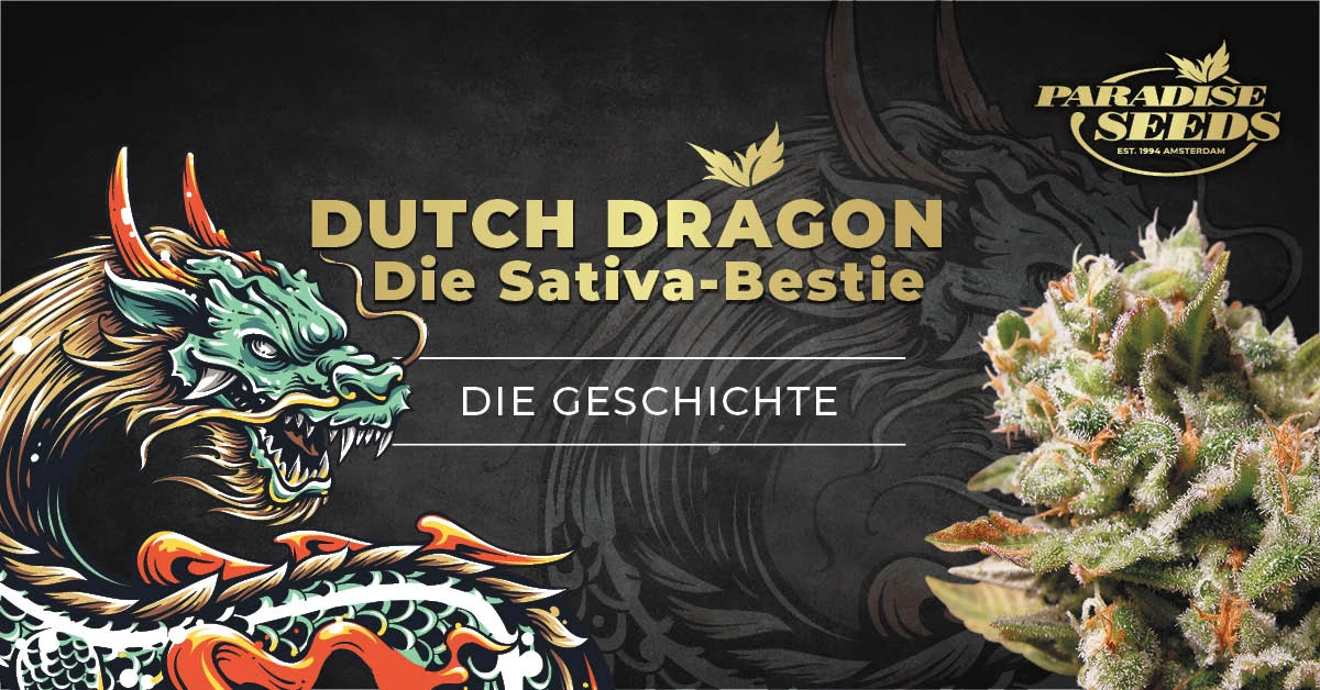 Die Geschichte des Cannabis-Strains Dutch Dragon