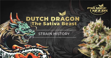 Dutch Dragon Cannabis Strain Story | Cannabis Seeds Bank, Finest Quality, Original Genetics Dutch Dragon Cannabis Strain Story