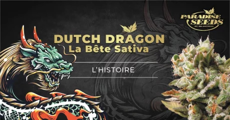 Histoire d’une variété de Cannabis : Dutch Dragon