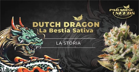 Storia della varietà di cannabis Dutch Dragon | Banca di semi di cannabis, ottima qualità, genetica originale Storia della varietà di cannabis Dutch Dragon