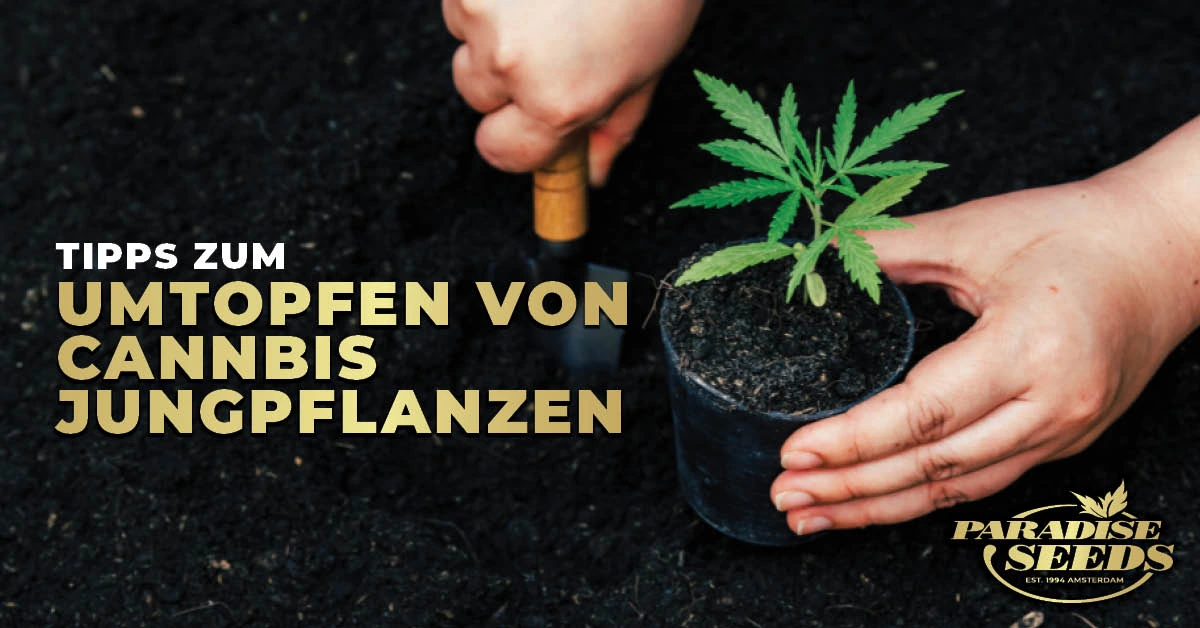 Tipps zum Umtopfen von Cannabis-Jungpflanzen