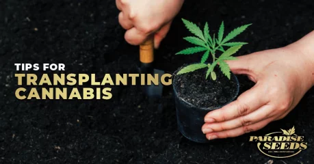 Tips For Transplanting Cannabis Seedlings