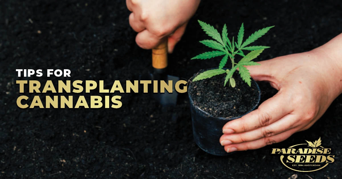 Tips For Transplanting Cannabis Seedlings