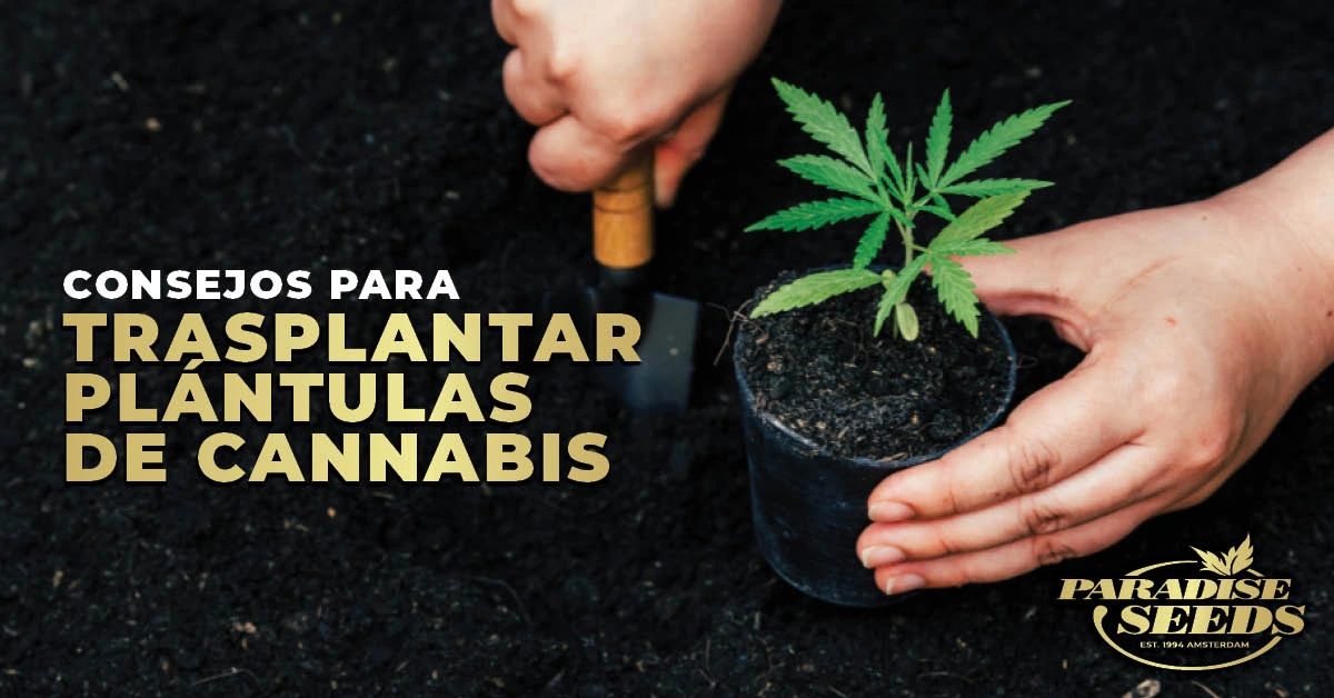 Consejos para Trasplantar Plántulas de Cannabis