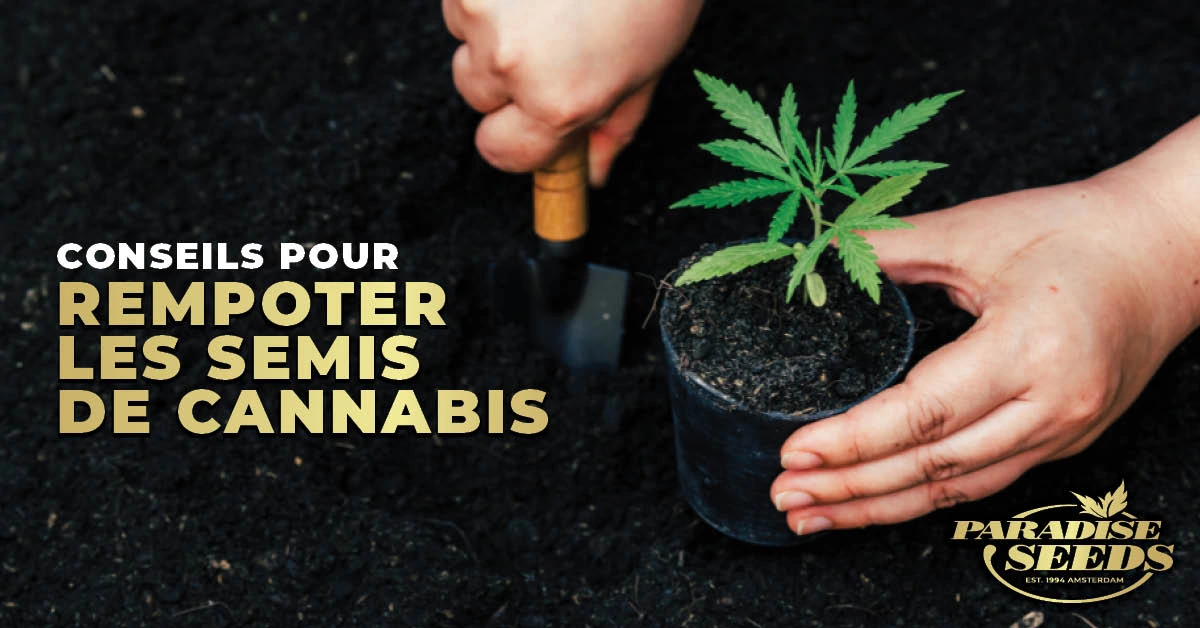 Conseils pour Rempoter les Semis de Cannabis