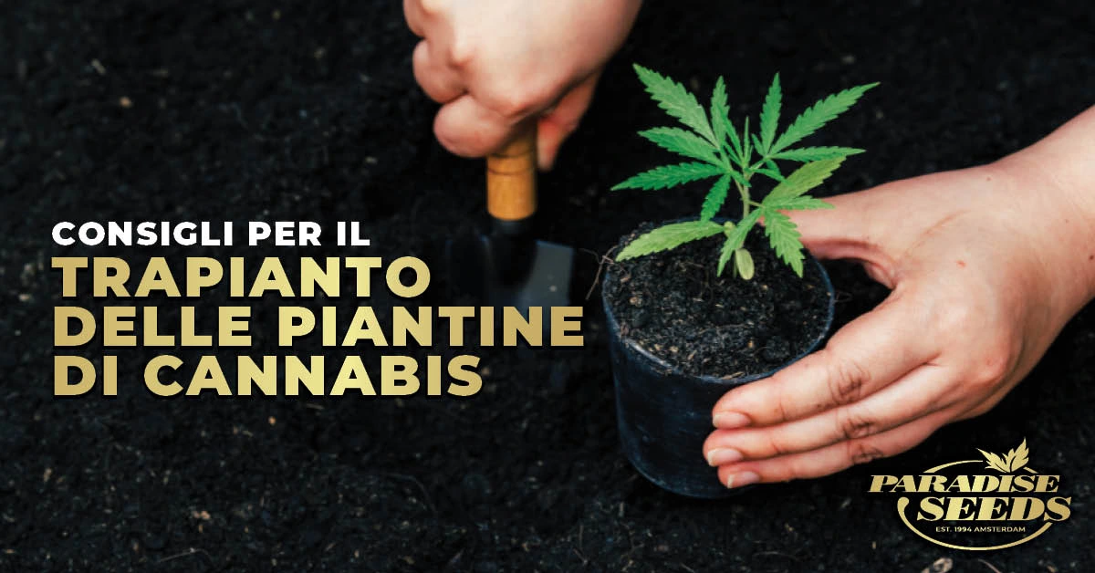 Consigli per il trapianto delle piantine di cannabis