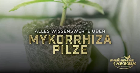 Mykorrhiza-Pilze für Cannabis | 🥇 Paradise Seeds