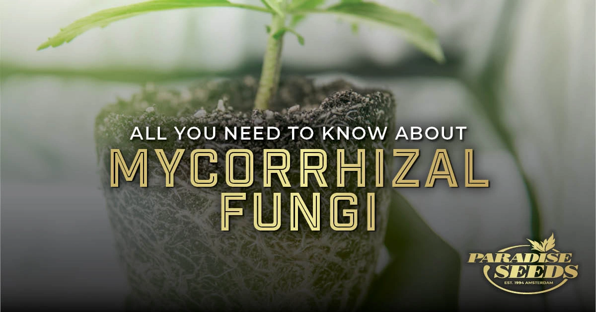 Mycorrhizal Fungi for Cannabis