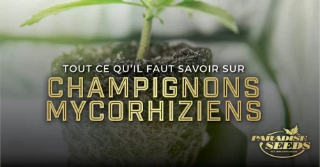 Champignons Mycorhiziens et Cannabis | 🥇 Paradise Seeds