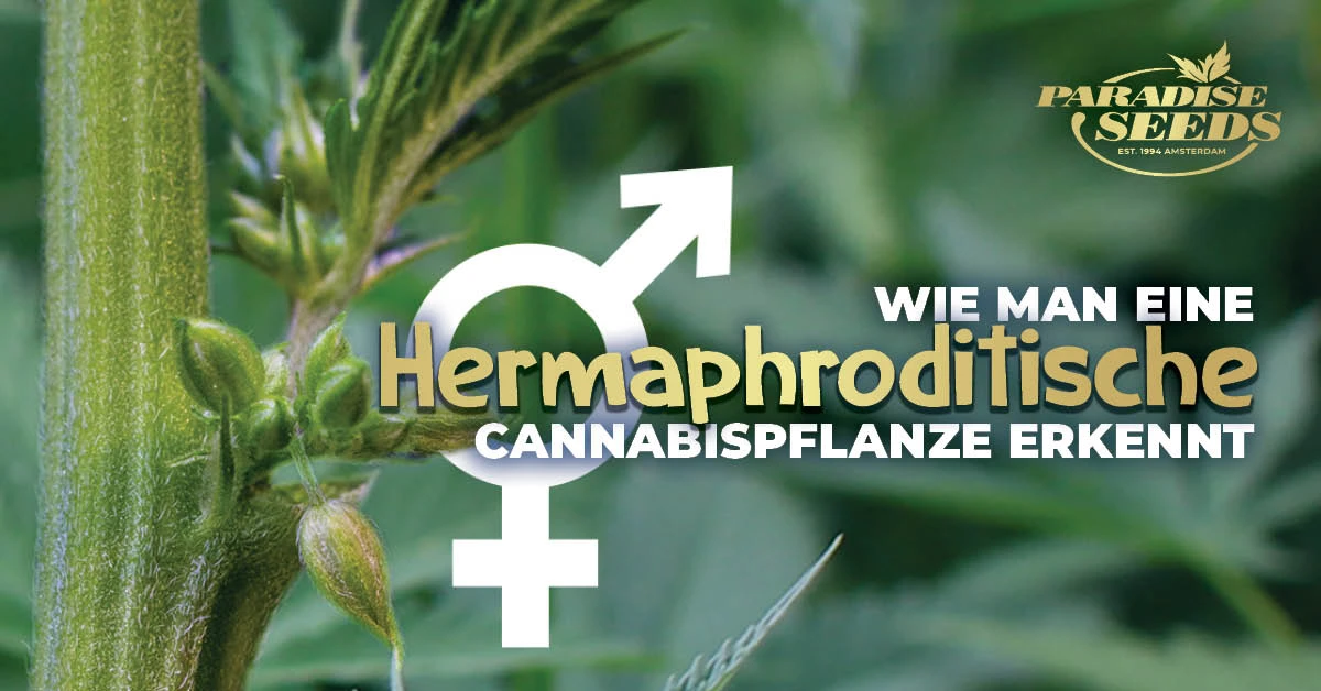 Wie man eine hermaphroditische Cannabispflanze erkennt | 🥇 Paradise Seeds