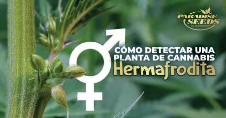 Cómo Detectar una Planta de Cannabis Hermafrodita | 🥇 Paradise Seeds