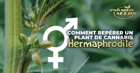 Comment Repérer un Plant de Cannabis Hermaphrodite | 🥇 Paradise Seeds
