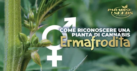 Come riconoscere una pianta di cannabis ermafrodita