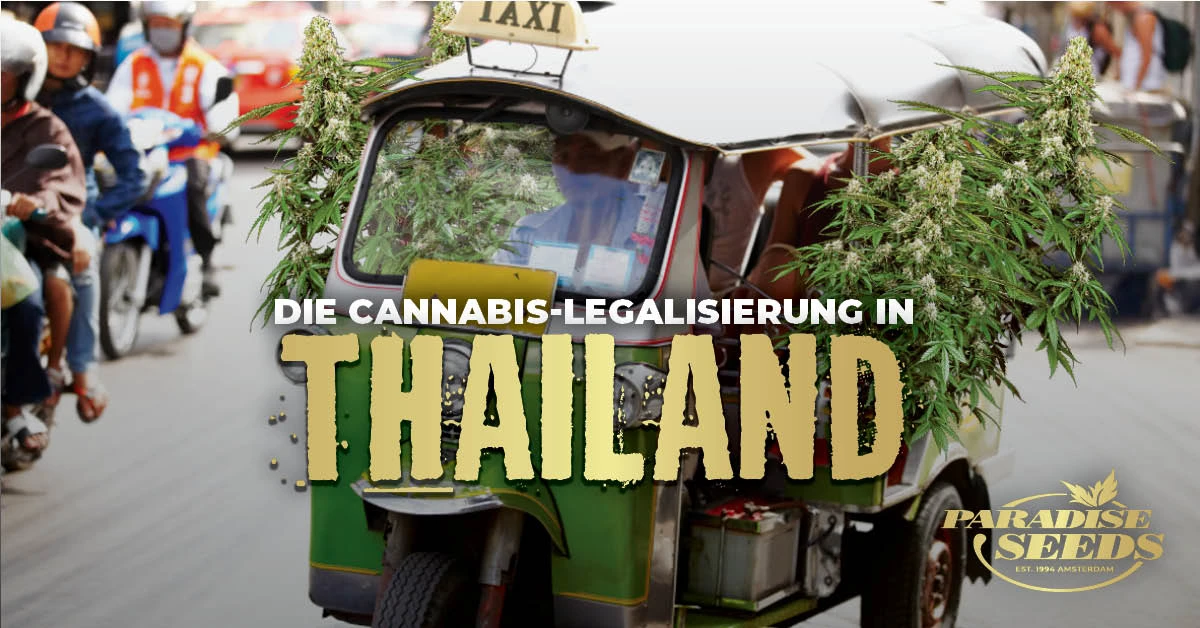 Die Cannabis-Legalisierung in Thailand | Paradise Seeds Webshop