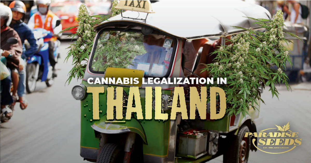 All about cannabis legalization in Thailand | Paradise Seeds Webshop