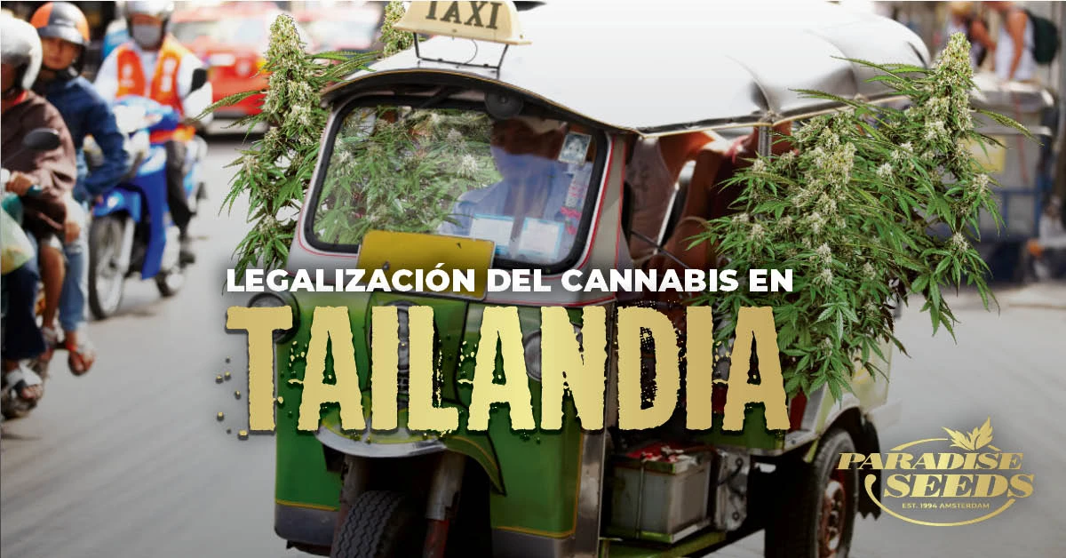 Legalización del Cannabis en Tailandia | 🥇 Paradise Seeds