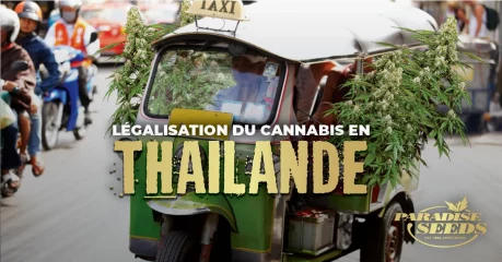 Légalisation du Cannabis en Thaïlande | 🥇 Paradise Seeds