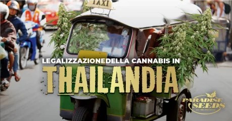 Legalizzazione della cannabis in Thailandia | 🥇 Paradise Seeds