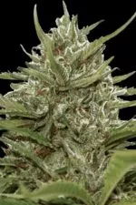 Auto Whiteberry cannabis seeds