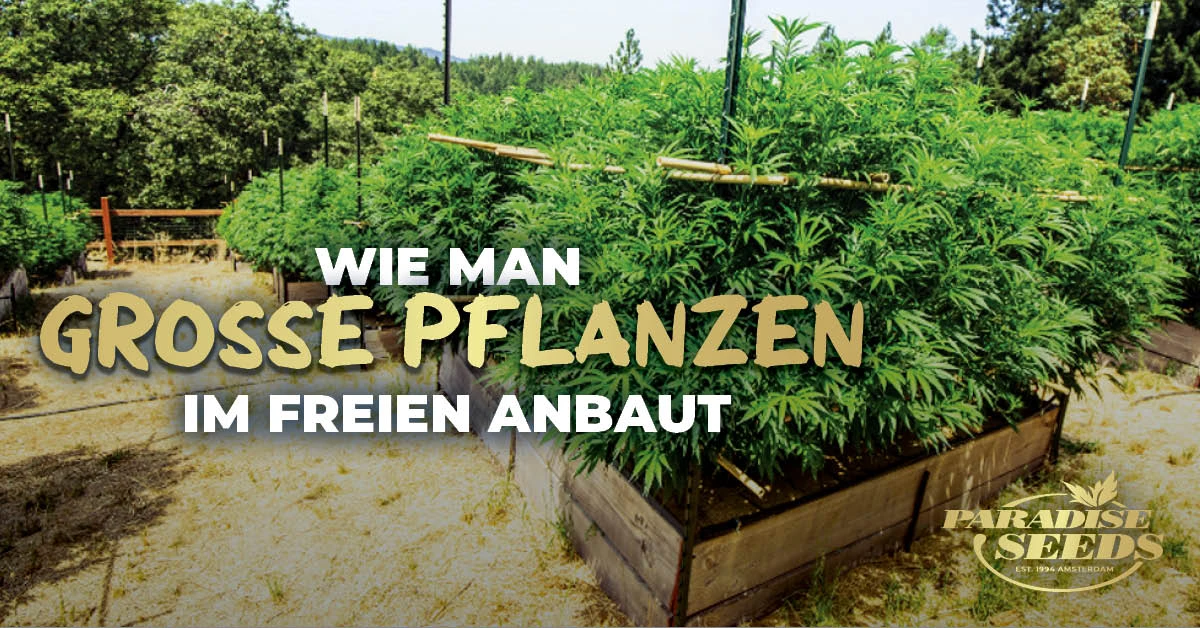 Wie man große Cannabispflanzen im Freien anbaut | 🥇 Paradise Seeds