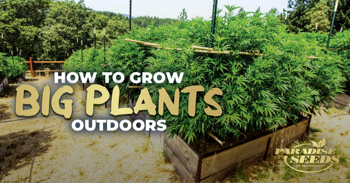 How To Grow Big Cannabis Plants Outdoors | 🥇 Paradise Seeds