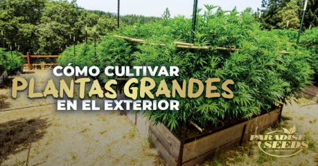 Cómo Cultivar Plantas de Cannabis Gigantes en Exterior | 🥇 Paradise Seeds