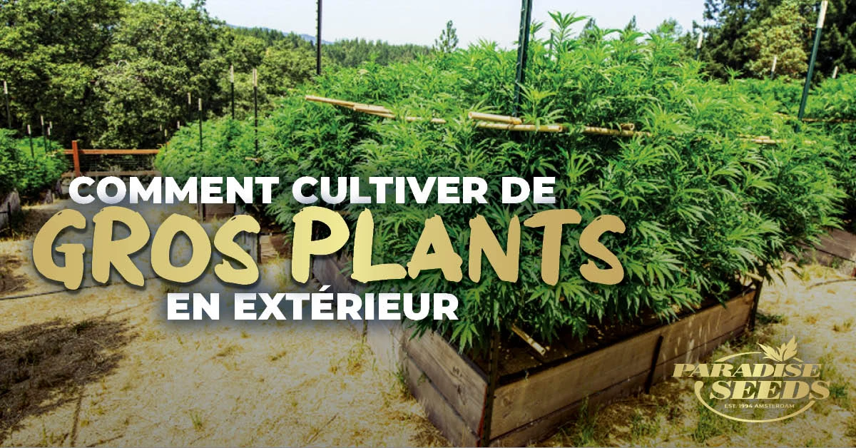 Comment Cultiver de Gros Plants de Cannabis en Extérieur | 🥇 Paradise Seeds