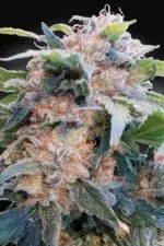 CBDream cannabis strain