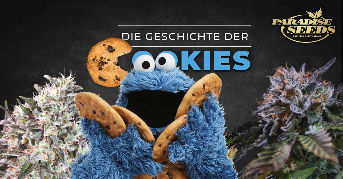 Geschichte der Cannabis-Sorte Cookies