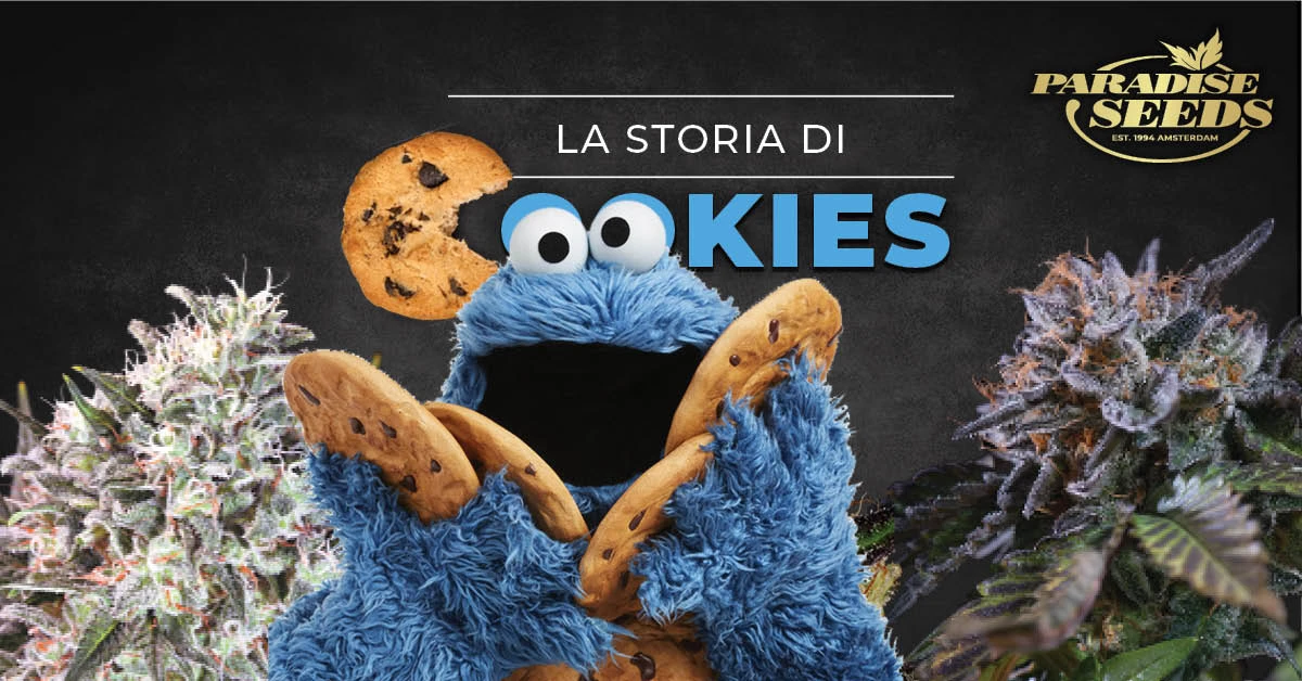 La storia della varietà di Cannabis Cookies