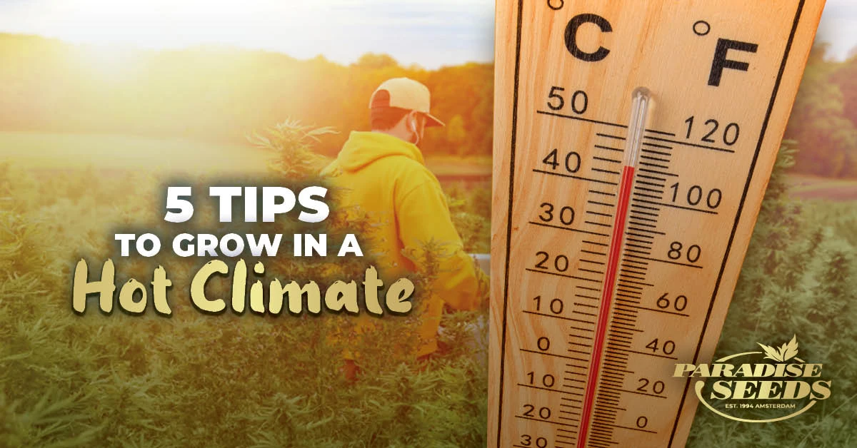 5 Tips to Grow Outdoor Cannabis In A Hot Climate