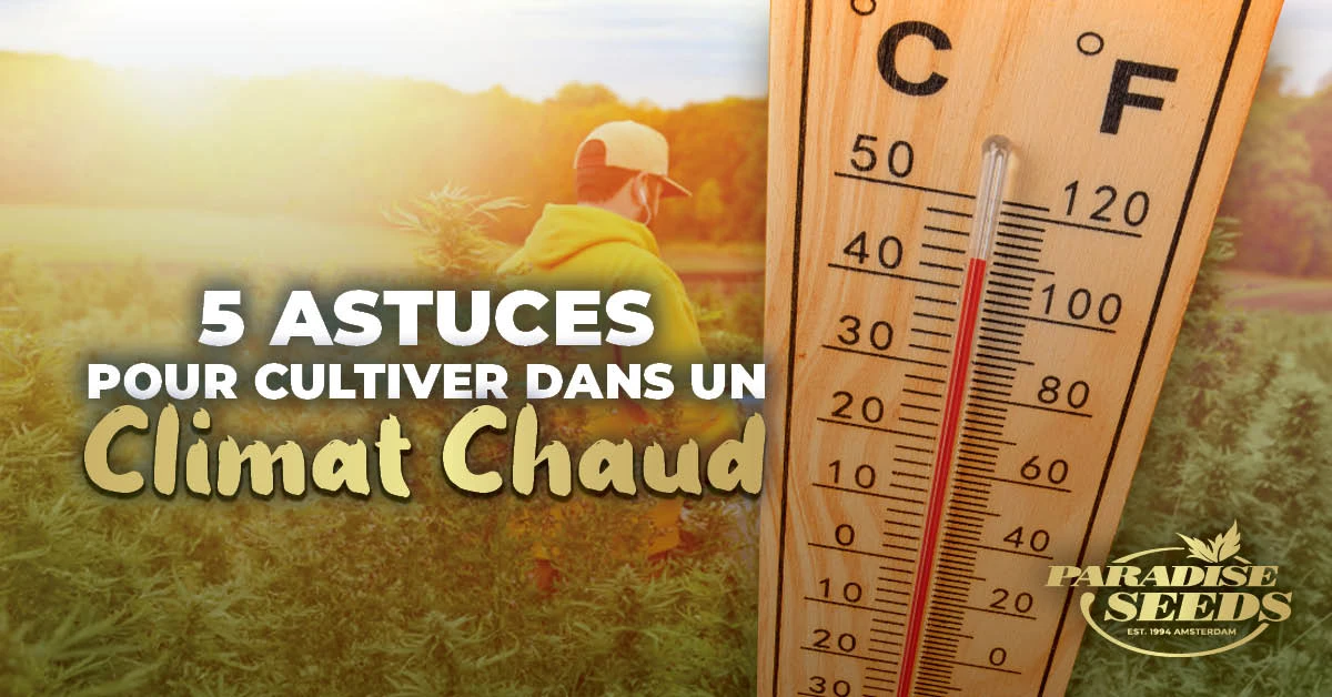 Cannabis Outdoor & Climat Chaud : 5 Astuces