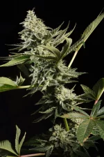 Glowstarz cannabis seeds